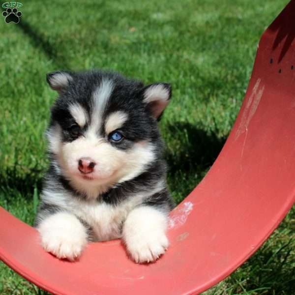 Nashi, Pomsky Puppy